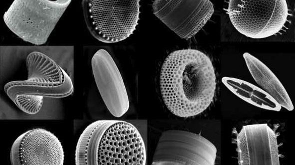 microscopio tierra de diatomeas