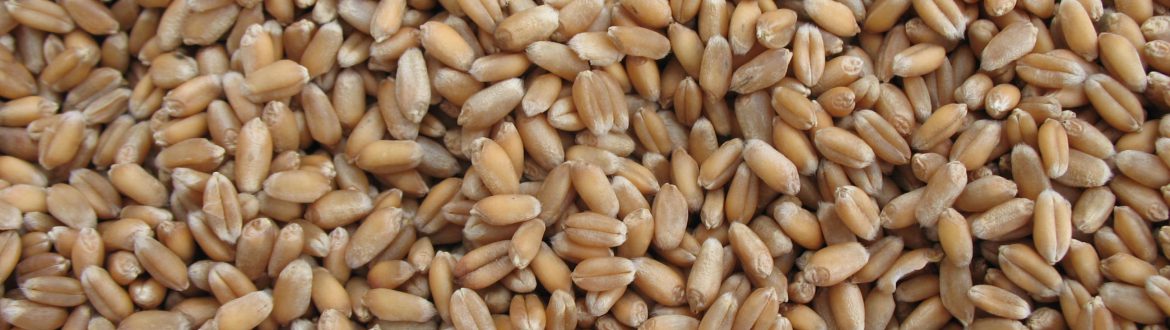 semillas de trigo