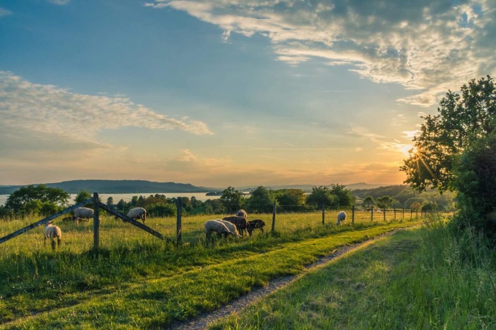 Tierra de diatomeas como fertilizante natural. Tierra de diatomeas como fertilizante natural