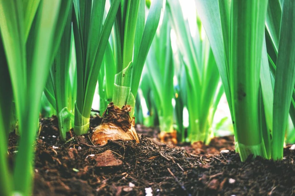 Tierra de diatomeas para el uso de la agricultura. Tierra de diatomeas para el uso de la agricultura.