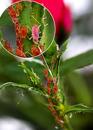 Planta siendo tratada con tierra de diatomeas contra chiches. Tratamiento de control de plagas con diatomita: chinches.