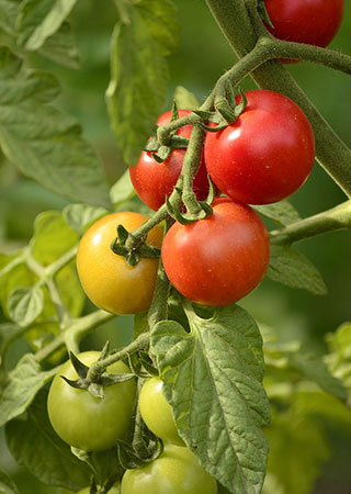 Tomateras tratadas con fertilizantes naturales.
