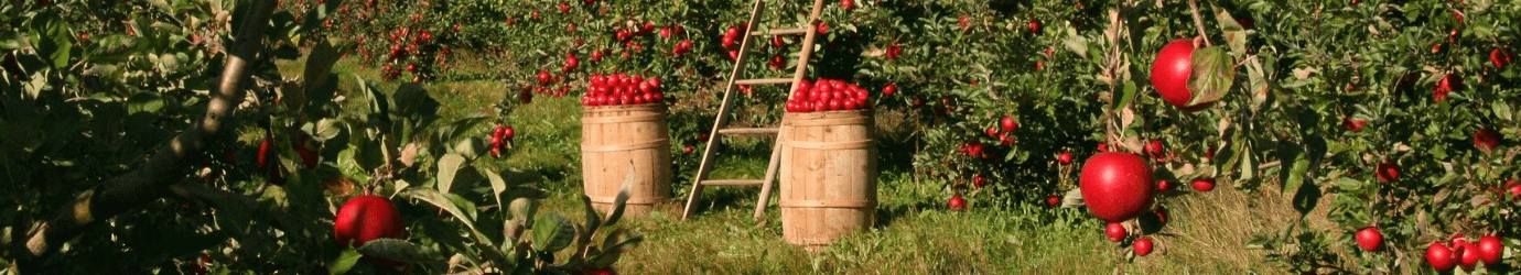 Tratamiento contra plagas en manzanos con fertilizante natural.
