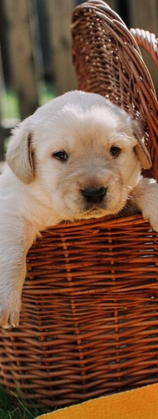 Cachorro de perro tratado con diatomita. Perro desparasitado con tierra de diatomeas.