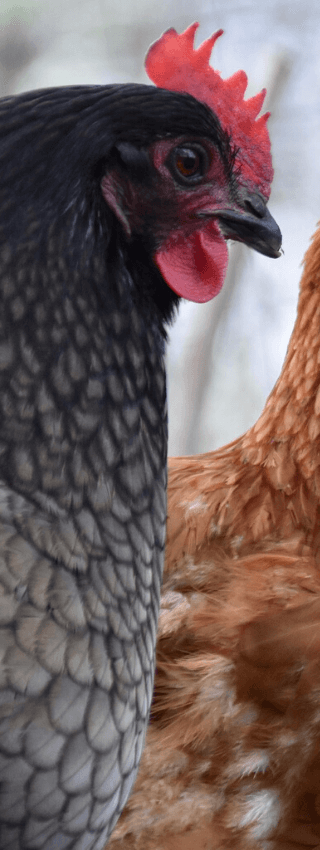 Tratamiento natural con tierra de diatomeas para gallinas
