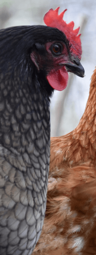 Gallina negra y marrón después de ser desparasitadas con Eco Tierra de Diatomeas. Tratamiento natural con tierra de diatomeas para gallinas