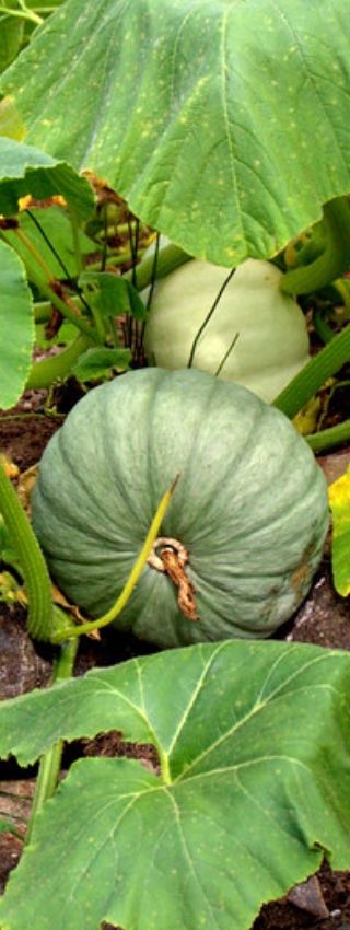 Tratamiento de tierra diatomita para la huerta. Tratamiento de tierra de diatomeas para calabazas.