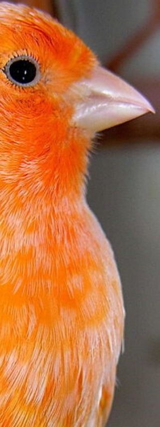 Canario tratado con tierra de diatomeas molida. Canario naranja tratado con tierra de diatomeas molida.