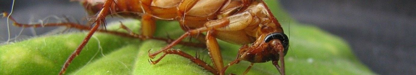 Cucaracha muerta después de aplicar la tierra de diatomeas.
