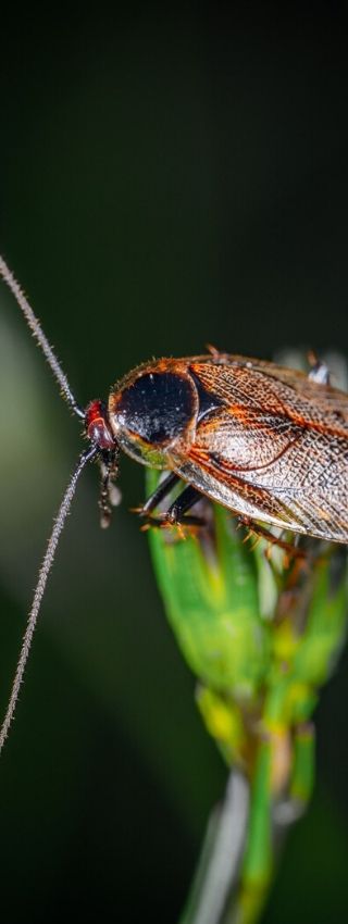 Cucaracha posada en una rama verde. Tratamiento natural de tierra de diatomeas para cucarachas.