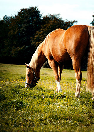 Tratamiento natural para animales con Eco tierra de diatomeas. Tierra de diatomeas para el uso en animales: Caballo alimentándose con fertilizantes naturales.