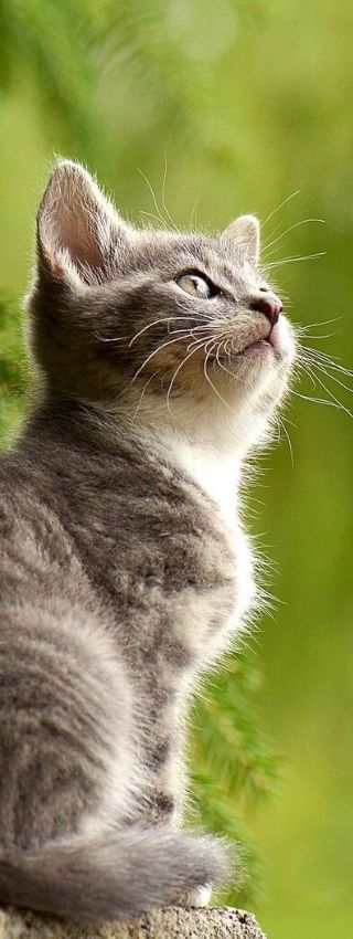 Cachorro de gato después de haber sido desparasitado con diatomita. Tratamiento desparasitación con tierra de diatomeas para gatos.