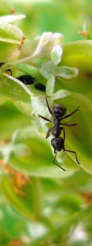 Tierra de diatomeas para hormigas.