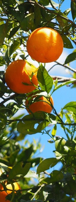 Vista de unos naranjos tratados con abono natural. Aplicación de abono natural en árboles frutales como los naranjos.