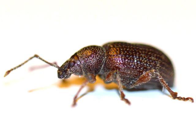 Foto del otiorrinco, una plaga que afecta al olivar joven