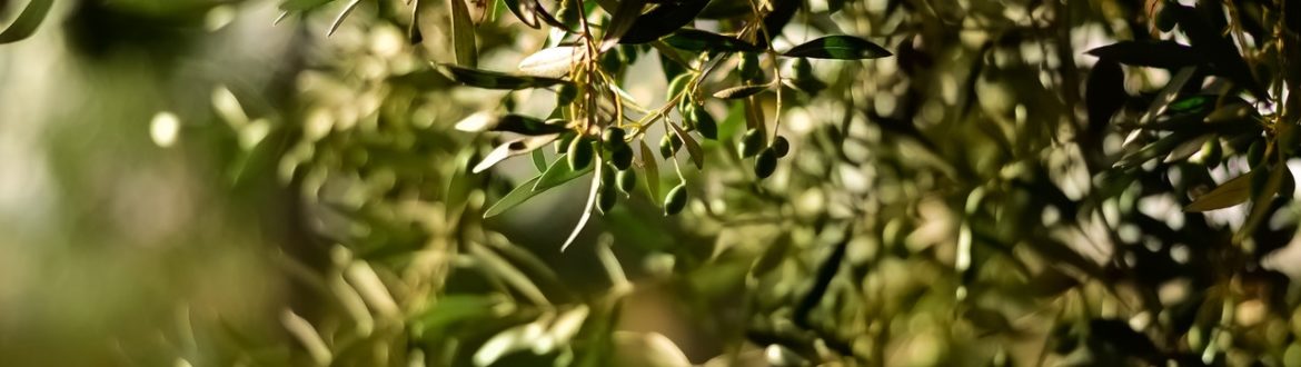 Eco tierra de diatomeas contra la plaga del otiorrinco