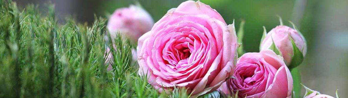 pulgones en rosas