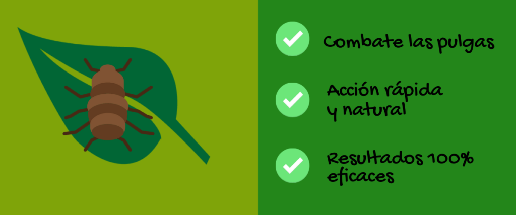 Como Eliminar Pulgas En Un Terreno