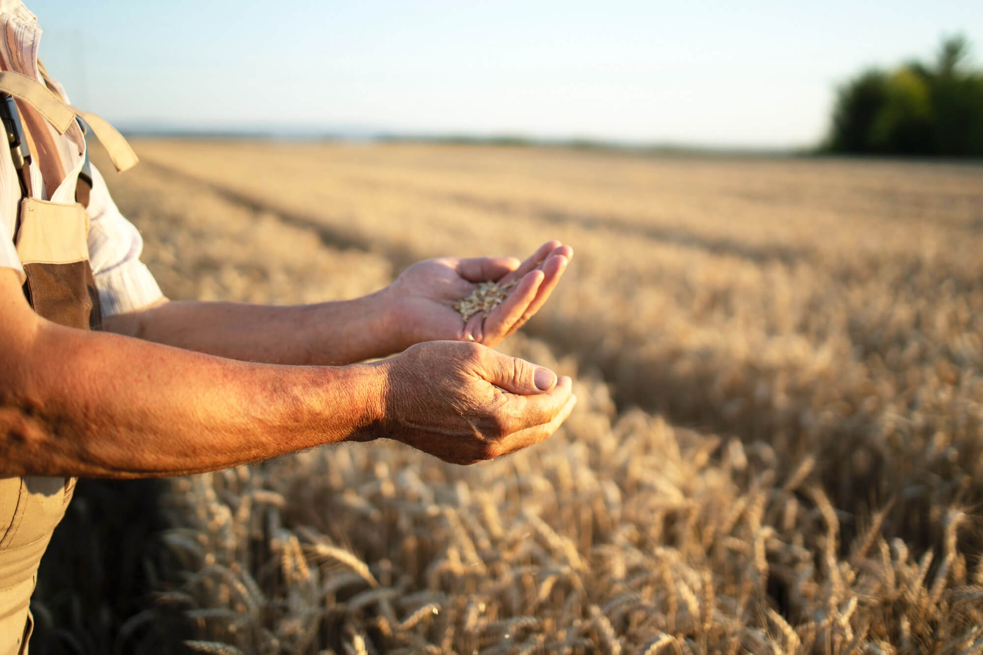 agricultor revisando campo de trigo